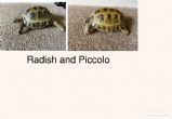 Rehomed...Horsfield : Both Female approx 12 years old (Radish & Piccolo)